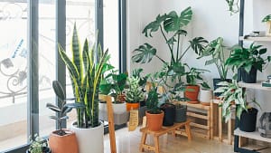 A diverse collection of best indoor plants for oxygen known for their oxygen-producing abilities, including the Snake Plant, Spider Plant, Aloe Vera, Peace Lily, and Rubber Plant. The image showcases a harmonious blend of greenery, contributing to a healthy and vibrant indoor environment